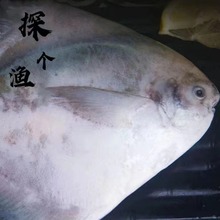 东山岛本港野生冷冻超大斗鲳中华鲳鱼白鲳鱼金鲳鱼平鲳鱼酒店直应