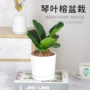 桌面水培办公室植物小盆栽