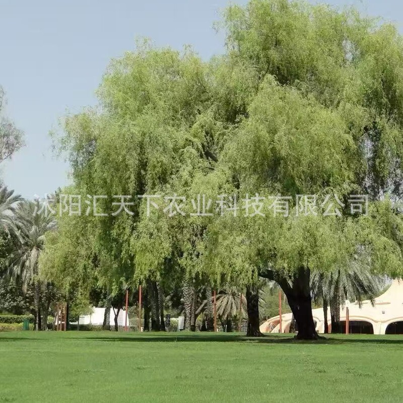 Seeds in Stock, Cross-Border New Products, Flower and Desert Tree Seeds, Best-Selling Varieties, Seed Storage Box, Gardening Gift, High Germination Rate