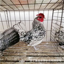 出售觀賞雞 婆羅門雞 波瀾雞 貴妃雞 元寶雞活體價格觀賞珍禽養殖