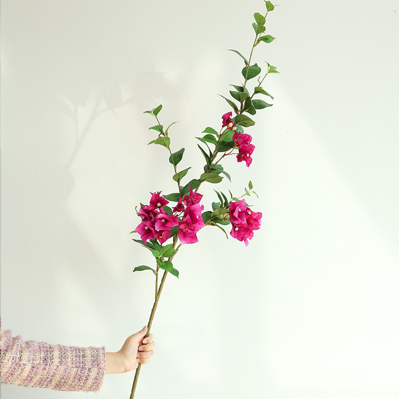 부겐빌레아 폴 덩굴(보라색)