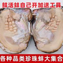 爱迪生蚌批发养殖户珍珠蚌活蚌自己开单珠珍珠蚌河蚌鲜活