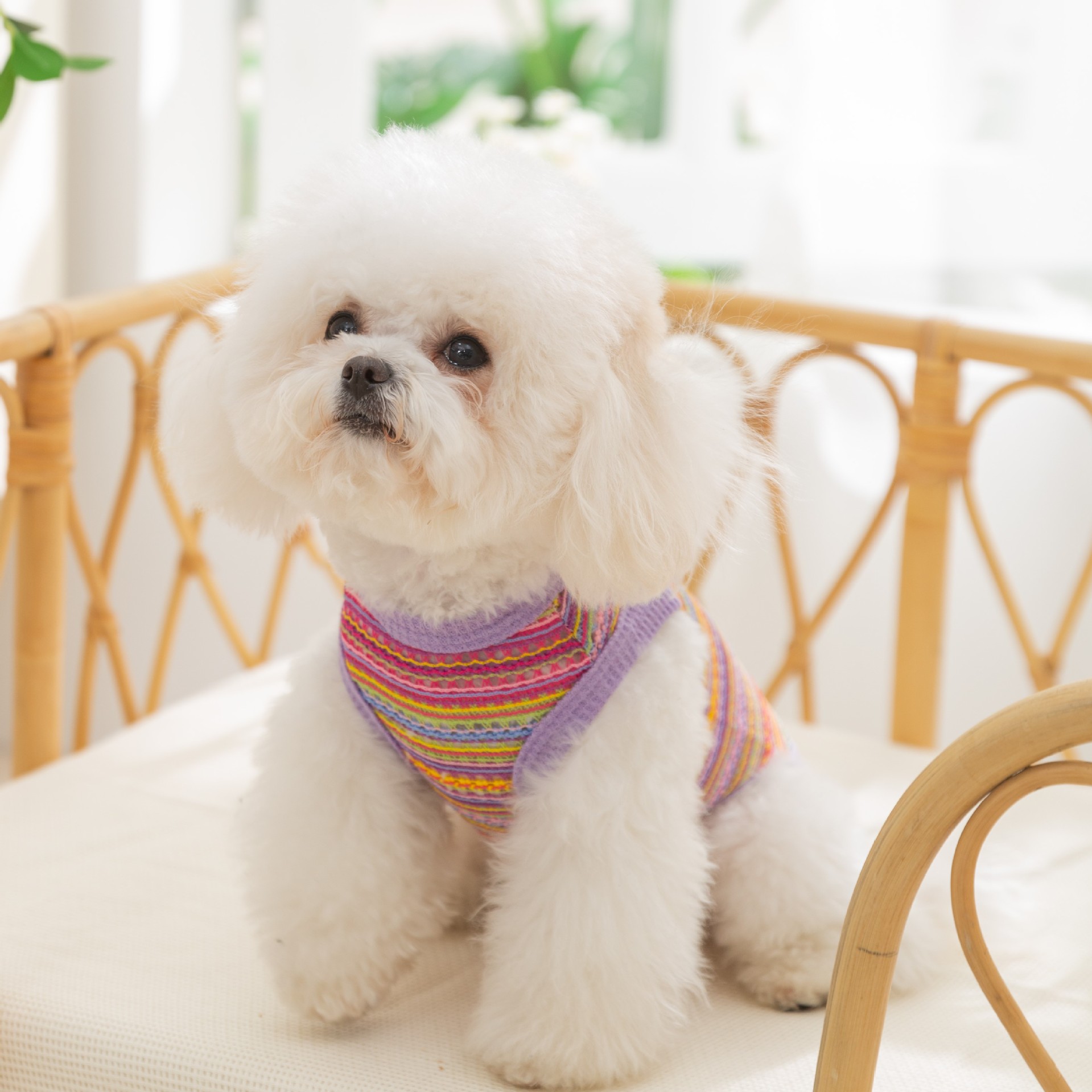 Perro de mascota verano delgado arco iris multicolor trenzado hueco chaleco de tracción perro pequeño que oso ropa Teddy