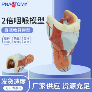Medical Human Body Throat Cartilage Throat Oral Thyroid Anatomy Model Teaching Aids Otolaryngology