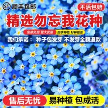 5000粒蓝色勿忘我花卉种子春季种植庭院地被植物