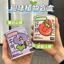 儿童绿植盆栽盲盒小盆栽小朋友生日礼物室内种植花卉种子学生桌面