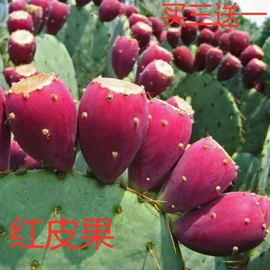 盆栽;月季蔷薇植物;乔木