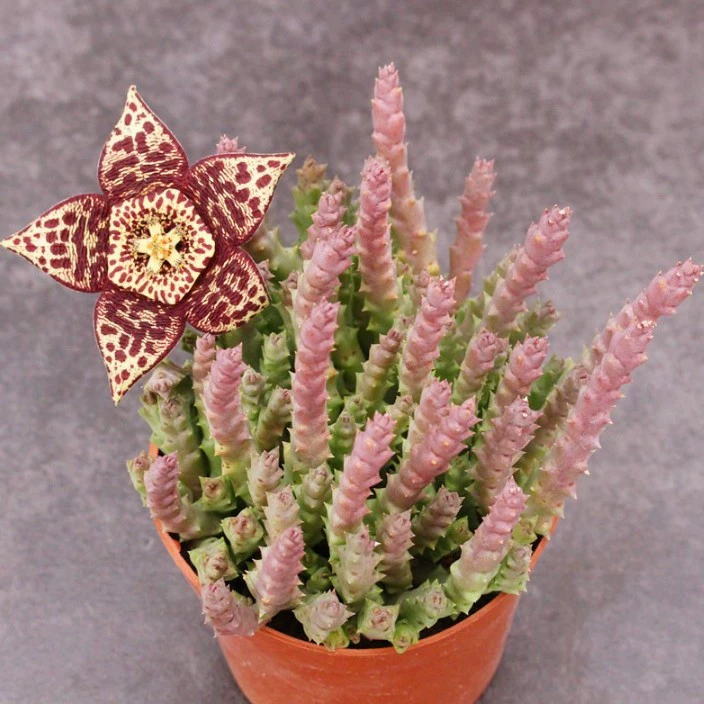 Ji Longjiao 9 см большая раковина полный горшок настоящая съемка всего продукта бассейна, как показано в предпочтительной доставке