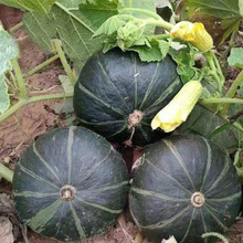 �G�������ϹϷN�������m�����Ϲ��M���ϹϷN����C�ϷNֲƷ�N