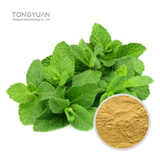 薄荷提取物 薄荷粉原料   植物浓缩水溶薄荷 薄荷粉