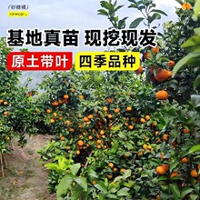 ɰ���ٹ������ϱ����Nֲ�۽��箔��Y�����Ե���ͥԺ�o�����Ә���