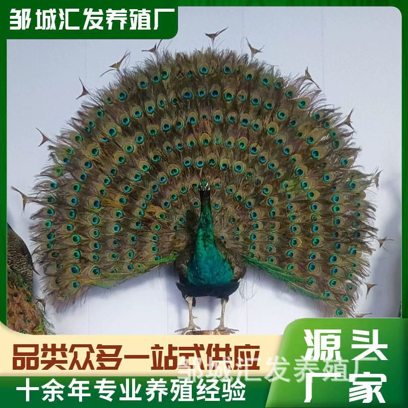 Большой напольный павлин из натуральных перьев, украшение для рукоделия, синий и белый цветок, подарок на открытие, украшение для входа в гостиную.