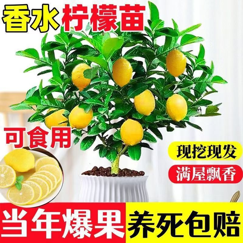 香水柠檬树苗盆栽带果室内室外结果无籽四季柠檬苗开花可食用盆景