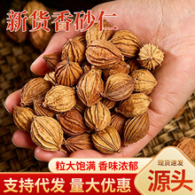 香砂仁香料川香砂沙仁炖肉卤肉卤料煲汤大料调料包厨房用香砂仁