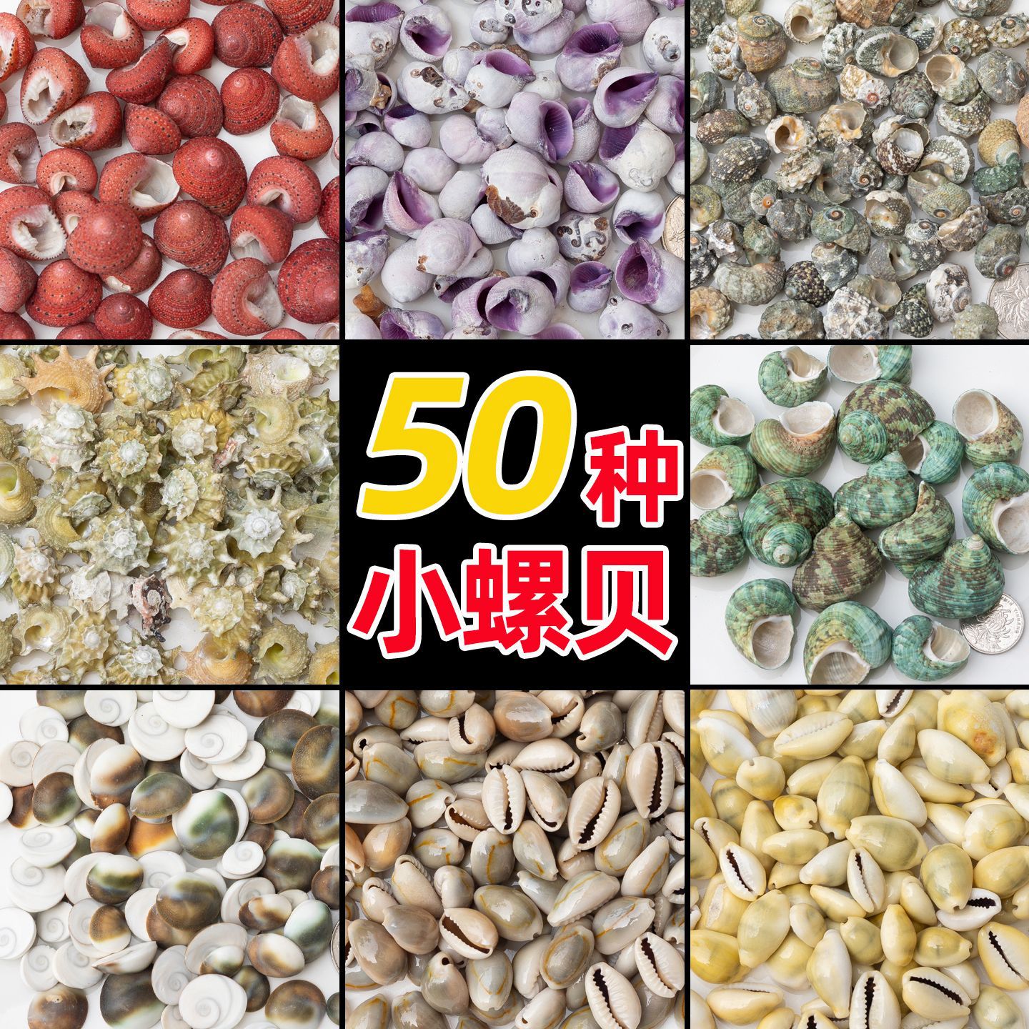 混装天然小海螺贝壳鱼缸造景装饰寄居蟹替换壳手工diy材料配件