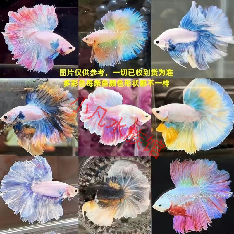 泰国斗鱼仙女款纯白半月超美网红小型淡水热带冷水观赏鱼好养耐活|undefined