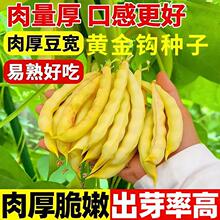 黄金钩架豆种子架豆角种子四季豆种菜豆蔬菜种子庭院菜园露地种植