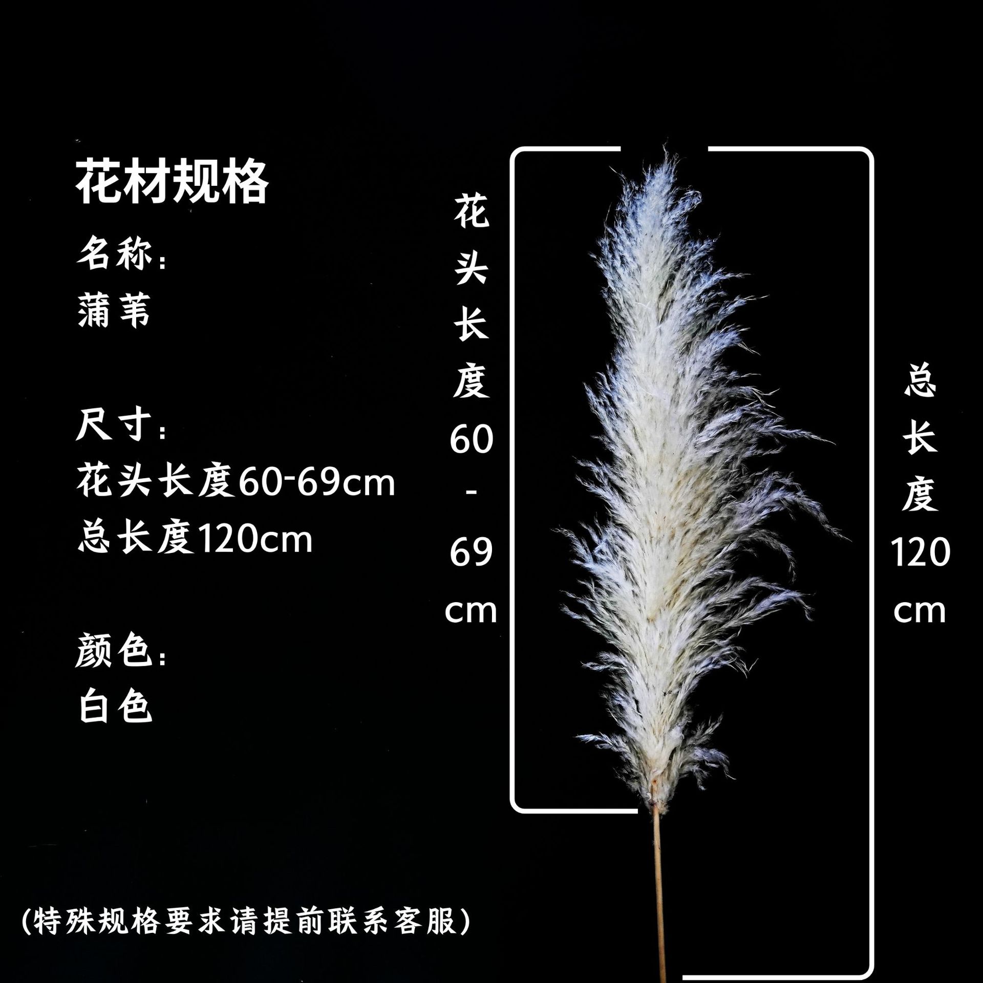 꽃머리 60~69cm 흰색