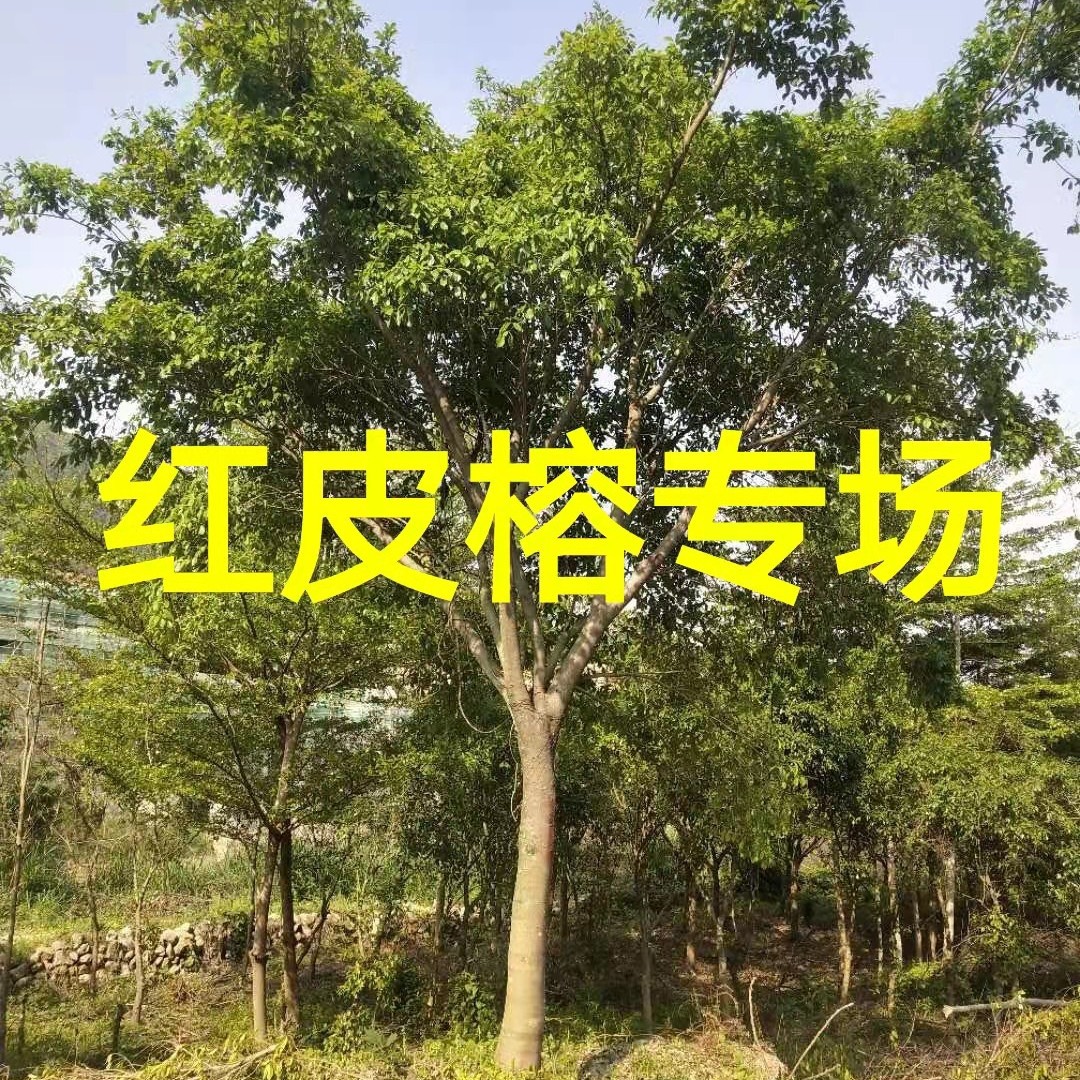江西红皮榕价格 无柄小叶榕批发 全冠红皮榕基地 浙江红皮榕批发