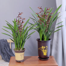 超大颗兰花盆栽企黑墨兰报岁兰兰花宽叶兰花四季常青厂家源头厂家