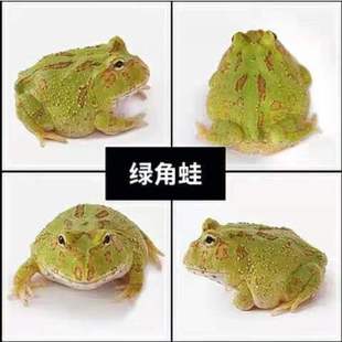 Horned Frog Live Wholesale Gold Horned Frog Green Horned Frog Pet Frog Butterfly Horned Frog Overlord Horned Frog Clown Bell Horn