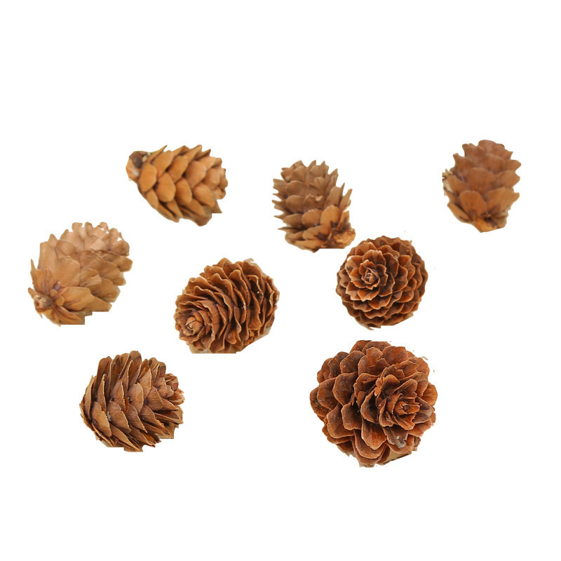 Procesamiento y embalaje de piñas Flores secas personalizadas Pinus olinus americano Pinus olisina local Pinus scale hilo colgante de piñas naturales image 11