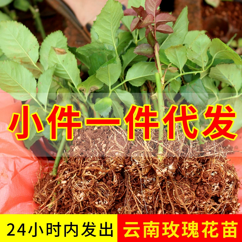 Поколение розовых саженцев цветочных саженцев четыре сезона цветения кустарников оптовые смешанные партии розовых саженцев Юньнани