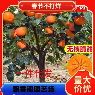 一件代发柿子苗树脆甜柿无核柿南北方种植特大庭院地栽当年结果柿