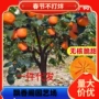 无核庭院地栽特大柿子苗