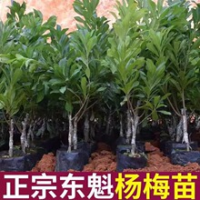 ږ|÷޽̿÷ļɷNֲͺƷNl؛