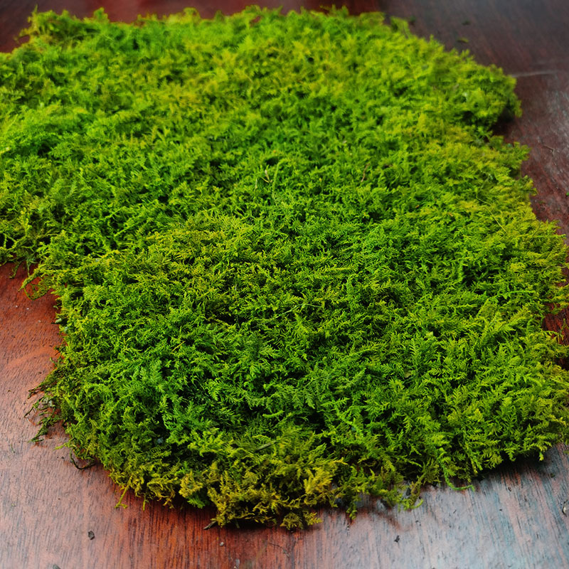 Musgo eterno planta pared cola curvada bloque de musgo vegetación musgo flor seca césped piel pluma grande musgo gris grande flor eterna musgo