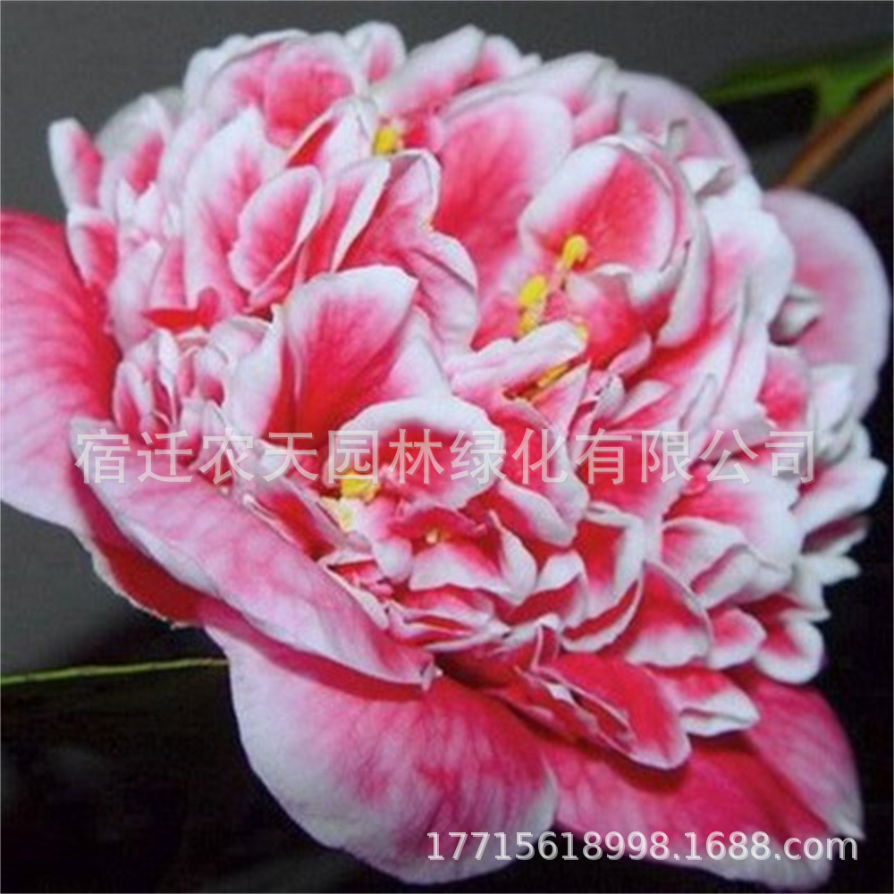 妃茶花盆栽带花苞花卉植物四季开花山茶花树苗五色赤丹室内浓香