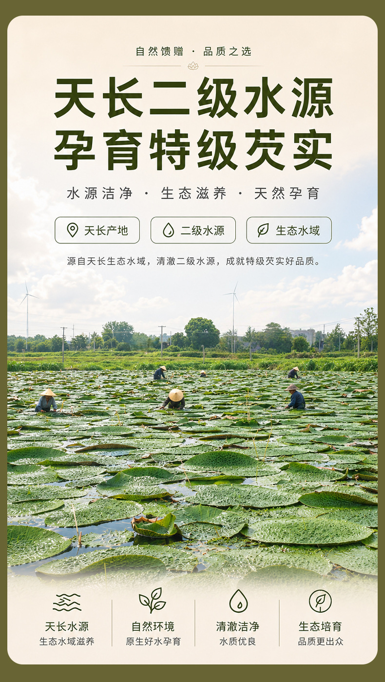 Dried Gorgon Fruit Seeds Qian Shi 500g Suzhou Euryale Seeds for Soup and Congee key features