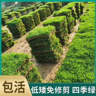 Grass Belt Soil Lawn All Year Round Green Grass Belt Soil Real Lawn House Greening Lawn Easy Living Courtyard Garden