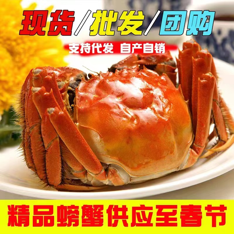 产地直发 大闸蟹鲜活螃蟹礼盒全母湖蟹新鲜河蟹大蟹海鲜 水产批发