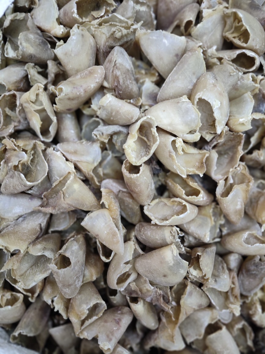 Zhi Zhu Ti Jia (Prepared Pig's Hoof Shell) — Processed TCM Herbal Material, 500g specifications
