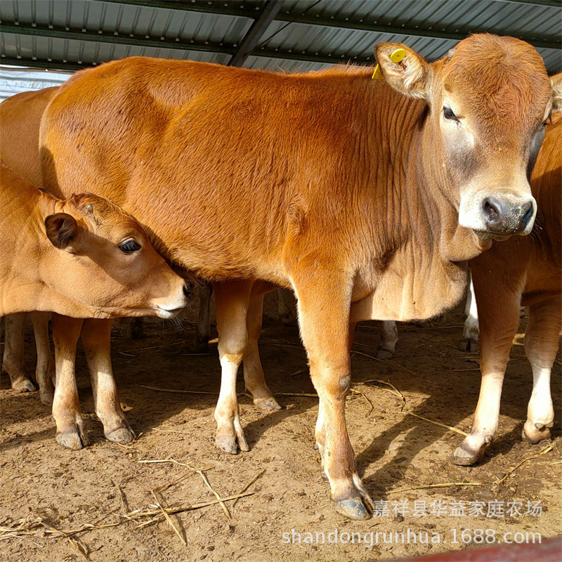 西门塔尔肉牛 育肥养殖改良鲁西黄牛牛犊 小母牛犊牛养殖场