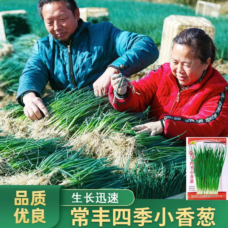 Four Seasons Chive Семена Балкон в горшке Легко выращивать Семена Chive Морозостойкие термостойкие Семейные Семена овощей оптом