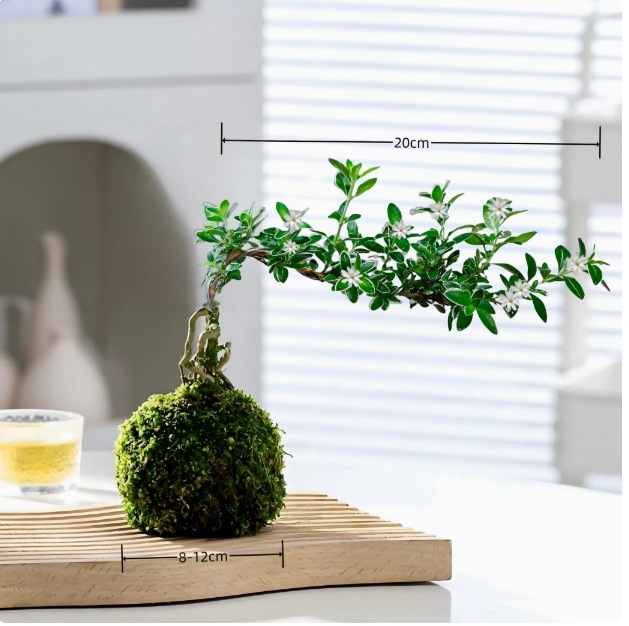 Musgo bola de junio nieve bonsai planta hidropónica acantilado modelado mini micro paisaje plantación verde de mesa interior pequeña maceta image 13