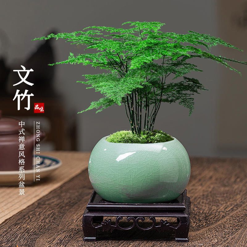 文竹盆栽植物盆景绿植陶瓷盆花卉客厅办公室内桌面创摆件易活好养