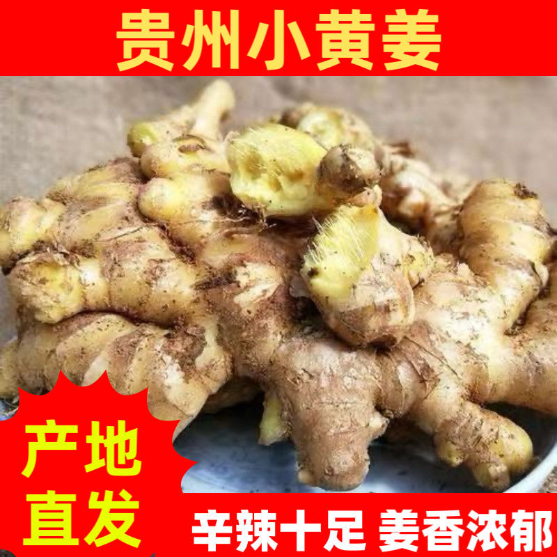 现挖新鲜生姜泡醋嫩姜 农家原始点月子芽小黄姜贵州特产