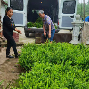 Chongqing Tree Wholesale Market Greening Trees Evergreen Plants Kidney Fern Centipede Grass Greening Trees Wholesale