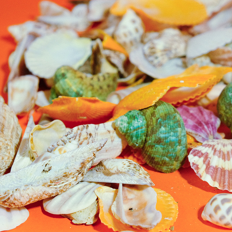 Accesorios de pecera de bricolaje, nuevas joyas, escenografía, mezcla de conchas naturales, caracoles, accesorios de flores marinas tridimensionales