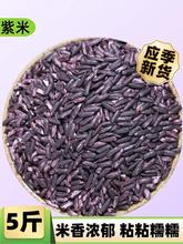 墨江新货紫米紫糯米5斤 云南产新货紫米杂粮 包粽子饭团非黑米