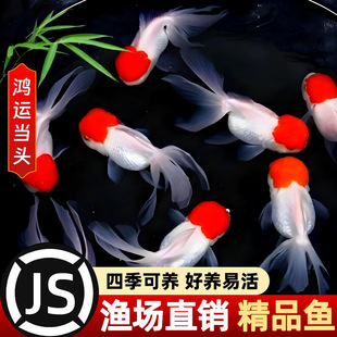 �Q피t���~���~�^�p�~С�͵�ˮ��ˮ�~���ԁ�ˮ���B�ͻ����\���^�~