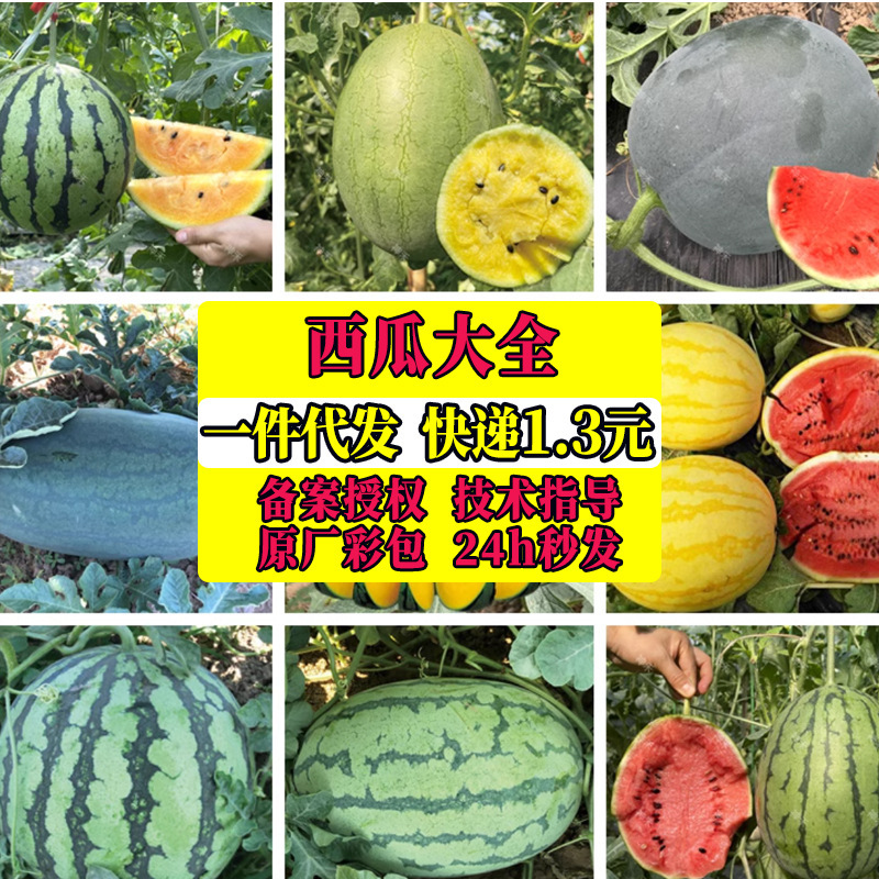 Spring and Summer 8414 Kirin Watermelon Seeds Lazy Melon King Black Skin Watermelon Complete Honey Small Watermelon Seedless Seeds