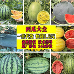 春夏8414麒麟西瓜种子懒汉瓜王黑皮西瓜大全蜂蜜小西瓜无籽种子