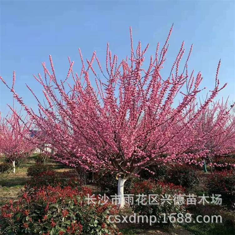 Оптовая продажа Hongmei Hunan Hongmei 3-5-6-8-10-12- 15-20cm саженцев красного слива с полными характеристиками