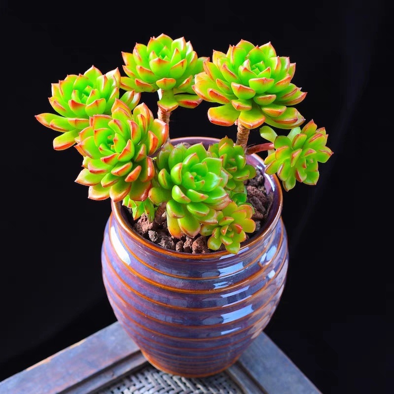 ღ티아 4명 이상ღ