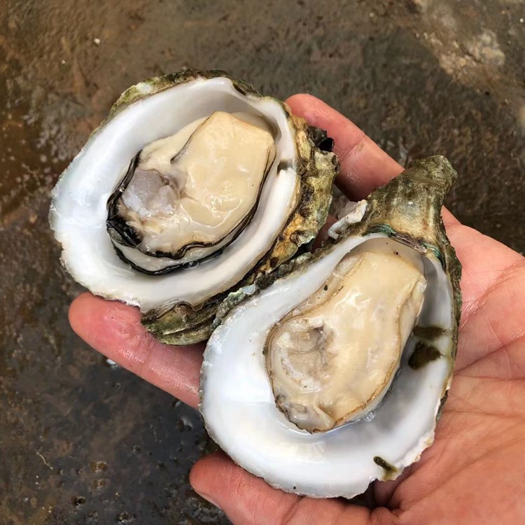 湛江官渡蚝广东海鲜鲜特大生蚝王蒜蓉地摊烧烤烤牡蛎海即食蛎子肉